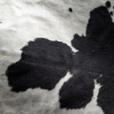 White and Black Brazilian Cow Hide