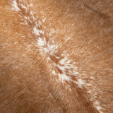 Nguni Cow Hide - Large