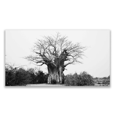 Baobab Canvas - 1
