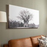 Baobab Canvas - 3