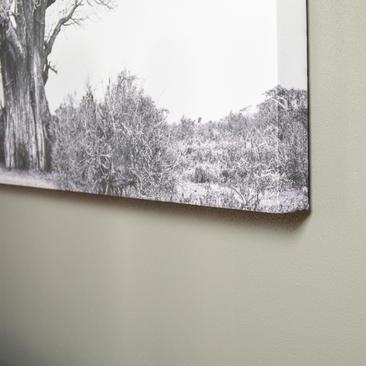Baobab Canvas - 4