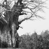Baobab Canvas - 5