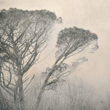 Copper Tree Canvas - 5
