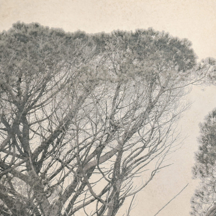 Copper Tree Canvas - 6