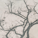 Pink Blue Tree Canvas - 5