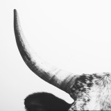 Horns Canvas - 5