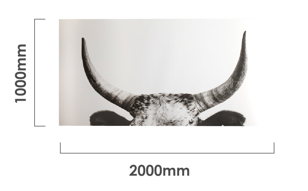 horns-canvas-dimensions