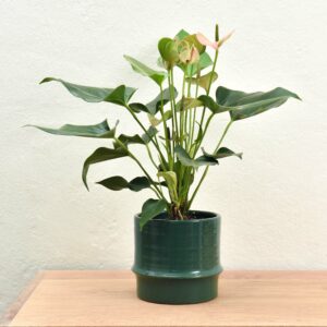 green-juniper-pot