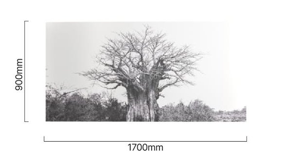 baobab-tree-canvas-dimensions