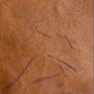Leather Characteristics